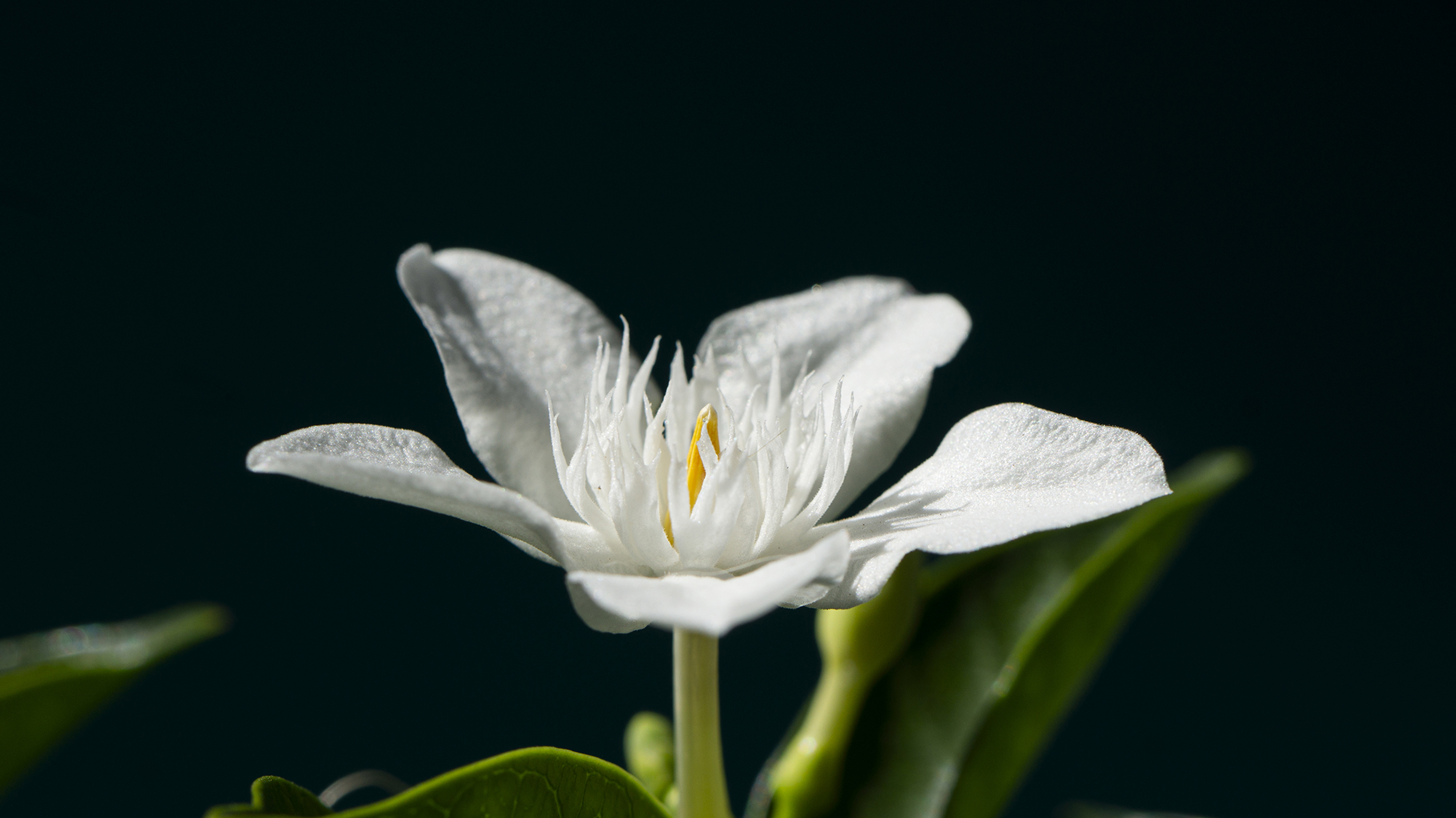 Hướng về Nắng